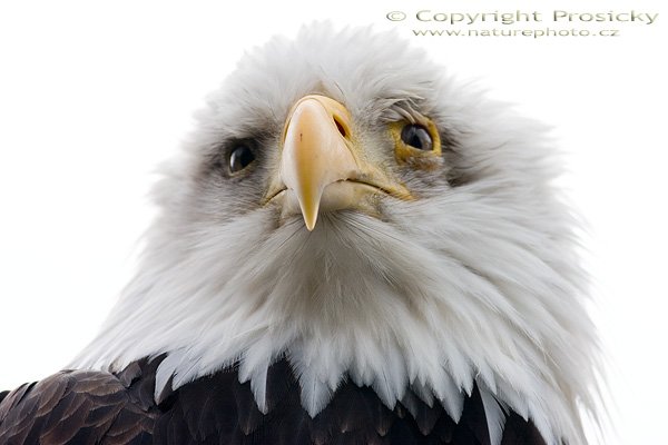 Orel bělohlavý (Haliaeetus leucocephalus), Autor: Ondřej Prosický, Model aparátu: Canon EOS 300D DIGITAL, Objektiv: Canon EF 400mm f/5.6 L USM, Ohnisková vzdálenost: 400.00 mm, monopod Manfrotto 681B + 234RC, Clona: 5.60, Doba expozice: 1/500 s, ISO: 100, Vyvážení expozice: 0.38, Blesk: Ne, Vytvořeno: 13. března 2005 11:34:48, ZOO Praha - Troja (ČR) 