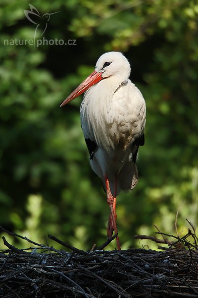 Čáp bílý (Ciconia ciconia), Čáp bílý (Ciconia ciconia), White Stork, Autor: Ondřej Prosický | NaturePhoto.cz, Model: Canon EOS-1D Mark III, Objektiv: Canon EF 200mm f/2 L IS USM + TC Canon 2x, Ohnisková vzdálenost (EQ35mm): 520 mm, stativ Gitzo 3540LS + RRS BH55, Clona: 4.0, Doba expozice: 1/400 s, ISO: 160, Kompenzace expozice: -1 1/3, Blesk: Ne, Vytvořeno: 19. července 2008 9:22:57, Vienna - Schönbrunn (Rakousko) 