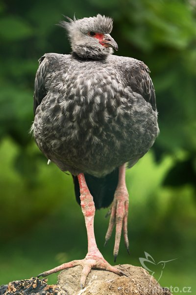 Čája obojková (Chauna torquata), Čája obojková (Chauna torquata), Crested Screamer, Autor: Ondřej Prosický | NaturePhoto.cz, Model: Canon EOS-1D Mark III, Objektiv: Canon EF 200mm f/2 L IS USM, Ohnisková vzdálenost (EQ35mm): 260 mm, stativ Gitzo 3540LS + RRS BH55, Clona: 6.3, Doba expozice: 1/80 s, ISO: 640, Kompenzace expozice: -1/3, Blesk: Ano, Vytvořeno: 20. července 2008 15:30:19, ZOO Vienna - Schönbrunn (Rakousko) 