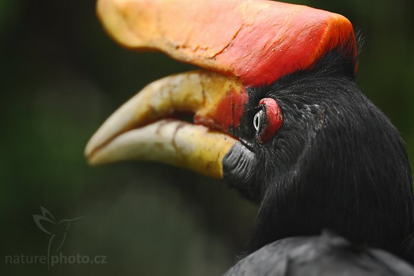 Dvojzoborožec velký (Buceros rhinoceros), Dvojzoborožec velký (Buceros rhinoceros) = zoborožec nosorohý, Rhinoceros Hornbill, Autor: Ondřej Prosický | NaturePhoto.cz, Model: Canon EOS-1D Mark III, Objektiv: Canon EF 200mm f/2 L IS USM + TC Canon 2x, Ohnisková vzdálenost (EQ35mm): 520 mm, stativ Gitzo 3540LS + RRS BH55, Clona: 4.5, Doba expozice: 1/125 s, ISO: 500, Kompenzace expozice: -2/3, Blesk: Ne, Vytvořeno: 13. července 2008 10:38:14, ZOO Praha - Troja (Česko) 