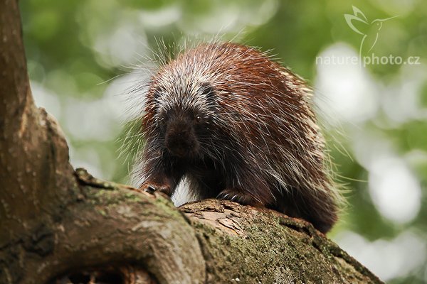 Urzon kanadský (Erethizon dorsatum), Urzon kanadský (Erethizon dorsatum), North American porcupines, Autor: Ondřej Prosický | NaturePhoto.cz, Model: Canon EOS-1D Mark III, Objektiv: Canon EF 200mm f/2 L IS USM + TC Canon 2x, Ohnisková vzdálenost (EQ35mm): 520 mm, stativ Gitzo 3540LS + RRS BH55, Clona: 4.5, Doba expozice: 1/320 s, ISO: 1000, Kompenzace expozice: -2/3, Blesk: Ne, Vytvořeno: 20. července 2008 17:31:10, ZOO Vienna - Schönbrunn (Rakousko) 