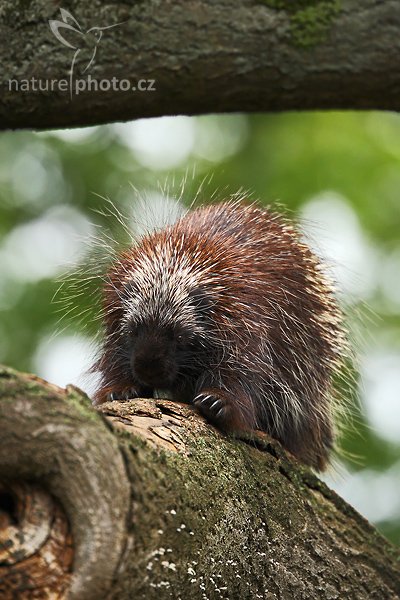 Urzon kanadský (Erethizon dorsatum), Urzon kanadský (Erethizon dorsatum), North American porcupines, Autor: Ondřej Prosický | NaturePhoto.cz, Model: Canon EOS-1D Mark III, Objektiv: Canon EF 200mm f/2 L IS USM + TC Canon 2x, Ohnisková vzdálenost (EQ35mm): 520 mm, stativ Gitzo 3540LS + RRS BH55, Clona: 4.5, Doba expozice: 1/400 s, ISO: 1000, Kompenzace expozice: -2/3, Blesk: Ne, Vytvořeno: 20. července 2008 17:34:29, ZOO Vienna - Schönbrunn (Rakousko) 