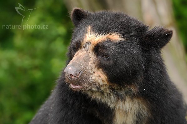 Medvěd brýlatý (Tremarctos ornatus), Medvěd brýlatý (Tremarctos ornatus), Spectacled Bear, Autor: Ondřej Prosický | NaturePhoto.cz, Model: Canon EOS-1D Mark III, Objektiv: Canon EF 200mm f/2 L IS USM + TC Canon 2x, Ohnisková vzdálenost (EQ35mm): 520 mm, stativ Gitzo 3540LS + RRS BH55, Clona: 5.0, Doba expozice: 1/250 s, ISO: 800, Kompenzace expozice: -2/3, Blesk: Ano, Vytvořeno: 20. července 2008 16:11:03, ZOO Vienna - Schönbrunn (Rakousko) 