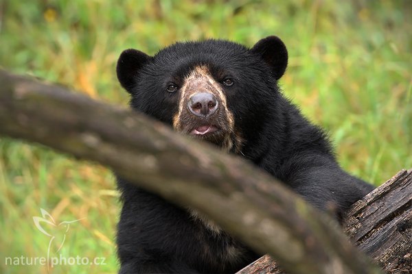 Medvěd brýlatý (Tremarctos ornatus), Medvěd brýlatý (Tremarctos ornatus), Spectacled Bear, Autor: Ondřej Prosický | NaturePhoto.cz, Model: Canon EOS-1D Mark III, Objektiv: Canon EF 200mm f/2 L IS USM + TC Canon 2x, Ohnisková vzdálenost (EQ35mm): 520 mm, stativ Gitzo 3540LS + RRS BH55, Clona: 5.0, Doba expozice: 1/320 s, ISO: 800, Kompenzace expozice: 0, Blesk: Ano, Vytvořeno: 20. července 2008 16:10:05, ZOO Vienna - Schönbrunn (Rakousko) 