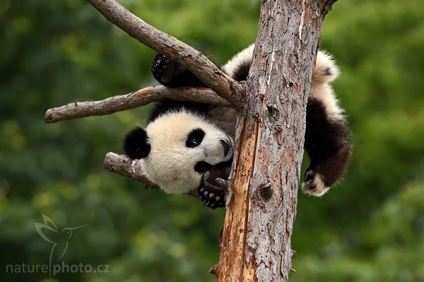 Panda velká (Ailuropoda melanoleuca), Panda velká (Ailuropoda melanoleuca), Giant Panda, Autor: Ondřej Prosický | NaturePhoto.cz, Model: Canon EOS-1D Mark III, Objektiv: Canon EF 200mm f/2 L IS USM + TC Canon 2x, Ohnisková vzdálenost (EQ35mm): 520 mm, stativ Gitzo 3540LS + RRS BH55, Clona: 5.0, Doba expozice: 1/400 s, ISO: 500, Kompenzace expozice: -1, Blesk: Ano, Vytvořeno: 20. července 2008 17:57:03, ZOO Vienna - Schönbrunn (Rakousko)