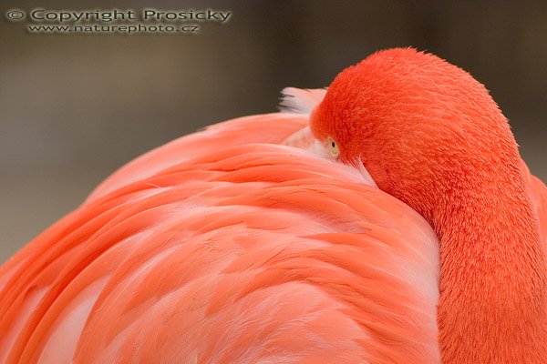 Plameňák růžový (Phoenicopterus ruber roseus), Autor: Ondřej Prosický, Model aparátu: Canon EOS 300D DIGITAL, Objektiv: Canon EF 400mm f/5.6 L USM, Ohnisková vzdálenost: 400.00 mm, monopod Manfrotto 681B + 234RC, Clona: 5.60, Doba expozice: 1/400 s, ISO: 100, Vyvážení expozice: 0.38, Blesk: Ne, Vytvořeno: 13. března 2005 11:24:30, ZOO Praha - Troja (ČR) 