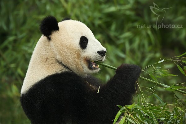 Panda velká (Ailuropoda melanoleuca), Panda velká (Ailuropoda melanoleuca), Giant Panda, Autor: Ondřej Prosický | NaturePhoto.cz, Model: Canon EOS-1D Mark III, Objektiv: Canon EF 200mm f/2 L IS USM + TC Canon 2x, Ohnisková vzdálenost (EQ35mm): 520 mm, stativ Gitzo 3540LS + RRS BH55, Clona: 5.0, Doba expozice: 1/320 s, ISO: 500, Kompenzace expozice: -1, Blesk: Ano, Vytvořeno: 20. července 2008 17:51:40, ZOO Vienna - Schönbrunn (Rakousko) 