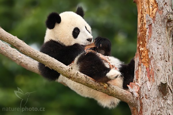 Panda velká (Ailuropoda melanoleuca), Panda velká (Ailuropoda melanoleuca), Giant Panda, Autor: Ondřej Prosický | NaturePhoto.cz, Model: Canon EOS-1D Mark III, Objektiv: Canon EF 200mm f/2 L IS USM + TC Canon 2x, Ohnisková vzdálenost (EQ35mm): 520 mm, stativ Gitzo 3540LS + RRS BH55, Clona: 4.5, Doba expozice: 1/640 s, ISO: 640, Kompenzace expozice: -2/3, Blesk: Ano, Vytvořeno: 20. července 2008 17:46:04, ZOO Vienna - Schönbrunn (Rakousko) 