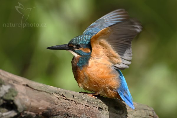 Ledňáček říční (Alcedo atthis), Ledňáček říční (Alcedo atthis), Common Kingfisher, Autor: Ondřej Prosický | NaturePhoto.cz, Model: Canon EOS-1D Mark III, Objektiv: Canon EF 500mm f/4 L IS USM, Ohnisková vzdálenost (EQ35mm): 650 mm, stativ Gitzo 3540LS + RRS BH55, Clona: 5.0, Doba expozice: 1/320 s, ISO: 100, Kompenzace expozice: -1, Blesk: Ne, Vytvořeno: 6. července 2008 10:19:49, Českolipsko (Česko)