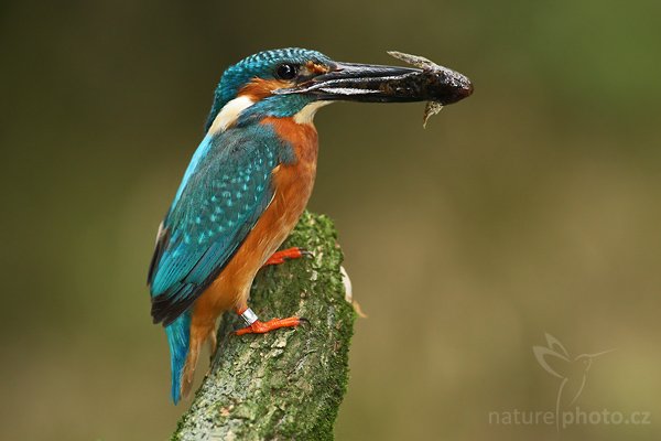 Ledňáček říční (Alcedo atthis), Ledňáček říční (Alcedo atthis), Common Kingfisher, Autor: Ondřej Prosický | NaturePhoto.cz, Model: Canon EOS-1D Mark III, Objektiv: Canon EF 200mm f/2 L IS USM + TC Canon 2x, Ohnisková vzdálenost (EQ35mm): 650 mm, stativ Gitzo 3540LS + RRS BH55, Clona: 6.3, Doba expozice: 1/125 s, ISO: 800, Kompenzace expozice: -1/3, Blesk: Ano, Vytvořeno: 3. srpna 2008 10:51:35, Českolipsko (Česko)