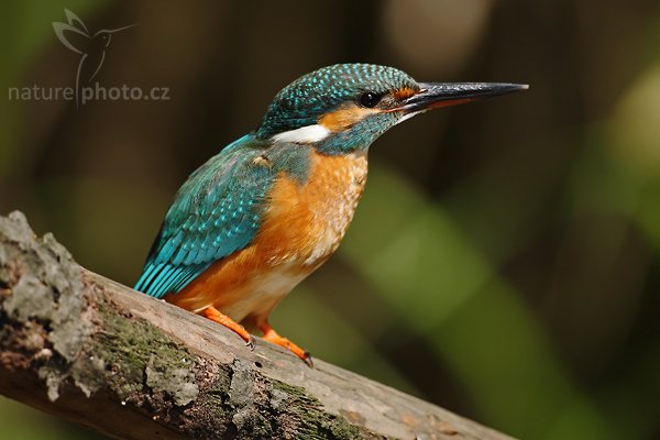 Ledňáček říční (Alcedo atthis), Ledňáček říční (Alcedo atthis), Common Kingfisher, Autor: Ondřej Prosický | NaturePhoto.cz, Model: Canon EOS-1D Mark III, Objektiv: Canon EF 500mm f/4 L IS USM, Ohnisková vzdálenost (EQ35mm): 650 mm, stativ Gitzo 3540LS + RRS BH55, Clona: 5.0, Doba expozice: 1/250 s, ISO: 100, Kompenzace expozice: -1, Blesk: Ne, Vytvořeno: 6. července 2008 10:23:58, Českolipsko (Česko)