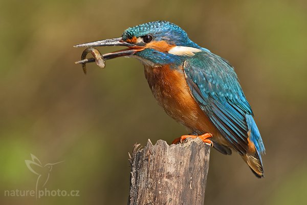 Ledňáček říční (Alcedo atthis), Ledňáček říční (Alcedo atthis), Common Kingfisher, Autor: Ondřej Prosický | NaturePhoto.cz, Model: Canon EOS-1D Mark III, Objektiv: Canon EF 500mm f/4 L IS USM, Ohnisková vzdálenost (EQ35mm): 650 mm, stativ Gitzo 3540LS + RRS BH55, Clona: 8.0, Doba expozice: 1/400 s, ISO: 250, Kompenzace expozice: -2/3, Blesk: Ano, Vytvořeno: 26. července 2008 9:34:34, Českolipsko (Česko)