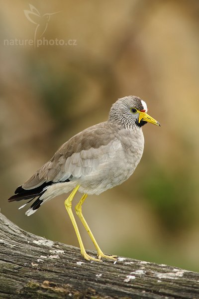 Čejka senegalská (Vanellus senegallus), Čejka senegalská (Vanellus senegallus), African Wattled Lapwing, Autor: Ondřej Prosický | NaturePhoto.cz, Model: Canon EOS-1D Mark III, Objektiv: Canon EF 200mm f/2.8 L USM + TC Canon 2x, Ohnisková vzdálenost (EQ35mm): 520 mm, stativ Gitzo 3540LS + RRS BH55, Clona: 5.6, Doba expozice: 1/125 s, ISO: 500, Kompenzace expozice: -1/3, Blesk: Ano, Vytvořeno: 20. září 2008 10:03:05, ZOO Praha - Troja (Česko)