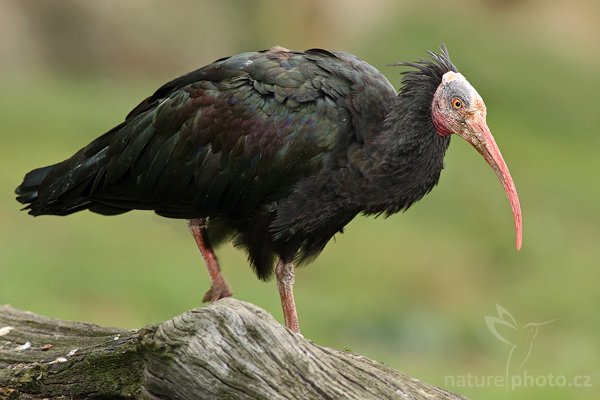 Ibis skalní (Geronticus eremita), Ibis skalní (Geronticus eremita), Northern Bald Ibis, Autor: Ondřej Prosický | NaturePhoto.cz, Model: Canon EOS-1D Mark III, Objektiv: Canon EF 200mm f/2 L IS USM + TC Canon 2x, Ohnisková vzdálenost (EQ35mm): 520 mm, stativ Gitzo 3540LS + RRS BH55, Clona: 6.3, Doba expozice: 1/125 s, ISO: 400, Kompenzace expozice: -2/3, Blesk: Ano, Vytvořeno: 20. září 2008 10:35:31, ZOO Praha - Troja (Česko)