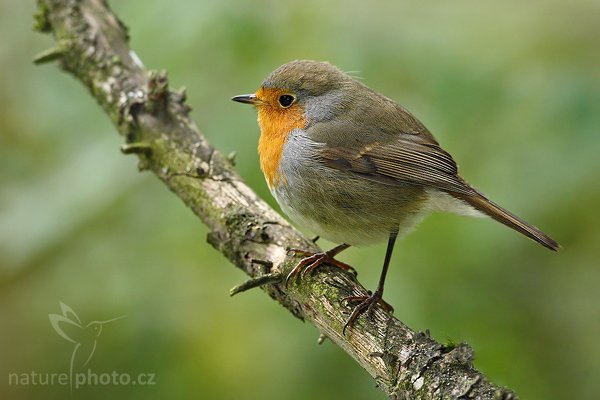 Červenka obecná (Erithacus rubecula), Červenka obecná (Erithacus rubecula), European Robin, Autor: Ondřej Prosický | NaturePhoto.cz, Model: Canon EOS-1D Mark III, Objektiv: Canon EF 500mm f/4 L IS USM, Ohnisková vzdálenost (EQ35mm): 650 mm, stativ Gitzo 3540LS + RRS BH55, Clona: 5.6, Doba expozice: 1/200 s, ISO: 800, Kompenzace expozice: -2/3, Blesk: Ano, Vytvořeno: 21. září 2008 11:20:58, Bavorský les - Nationalpark Bayerischer Wald (Německo) 