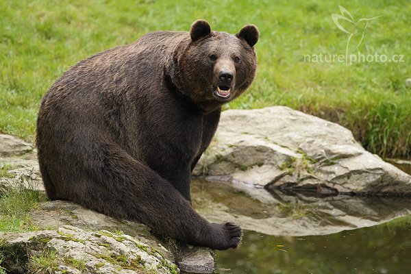 Medvěd hnědý (Ursus arctos), Medvěd hnědý (Ursus arctos), Brown Bear, Autor: Ondřej Prosický | NaturePhoto.cz, Model: Canon EOS-1D Mark III, Objektiv: Canon EF 500mm f/4 L IS USM, Ohnisková vzdálenost (EQ35mm): 650 mm, stativ Gitzo 3540LS + RRS BH55, Clona: 4.5, Doba expozice: 1/200 s, ISO: 400, Kompenzace expozice: -1/3, Blesk: Ne, Vytvořeno: 21. září 2008 16:03:13, zvířecí park Bavorský les - Nationalpark Bayerischer Wald (Německo)