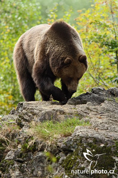 Medvěd hnědý (Ursus arctos), Medvěd hnědý (Ursus arctos), Brown Bear, Autor: Ondřej Prosický | NaturePhoto.cz, Model: Canon EOS-1D Mark III, Objektiv: Canon EF 200mm f/2.8 L USM + TC Canon 1.4x, Ohnisková vzdálenost (EQ35mm): 364 mm, stativ Gitzo 3540LS + RRS BH55, Clona: 4.5, Doba expozice: 1/160 s, ISO: 500, Kompenzace expozice: 0, Blesk: Ne, Vytvořeno: 21. září 2008 16:17:35, zvířecí park Bavorský les - Nationalpark Bayerischer Wald (Německo) 