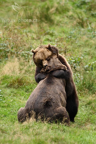 Medvěd hnědý (Ursus arctos), Medvěd hnědý (Ursus arctos), Brown Bear, Autor: Ondřej Prosický | NaturePhoto.cz, Model: Canon EOS-1D Mark III, Objektiv: Canon EF 500mm f/4 L IS USM, Ohnisková vzdálenost (EQ35mm): 650 mm, stativ Gitzo 3540LS + RRS BH55, Clona: 4.5, Doba expozice: 1/400 s, ISO: 500, Kompenzace expozice: 0, Blesk: Ne, Vytvořeno: 21. září 2008 13:49:51, zvířecí park Bavorský les - Nationalpark Bayerischer Wald (Německo)