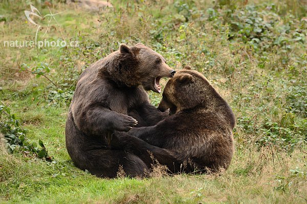 Medvěd hnědý (Ursus arctos), Medvěd hnědý (Ursus arctos), Brown Bear, Autor: Ondřej Prosický | NaturePhoto.cz, Model: Canon EOS-1D Mark III, Objektiv: Canon EF 500mm f/4 L IS USM, Ohnisková vzdálenost (EQ35mm): 650 mm, stativ Gitzo 3540LS + RRS BH55, Clona: 4.5, Doba expozice: 1/250 s, ISO: 500, Kompenzace expozice: 0, Blesk: Ne, Vytvořeno: 21. září 2008 13:45:39, zvířecí park Bavorský les - Nationalpark Bayerischer Wald (Německo) 