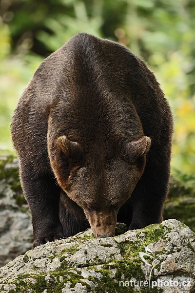 Medvěd hnědý (Ursus arctos), Medvěd hnědý (Ursus arctos), Brown Bear, Autor: Ondřej Prosický | NaturePhoto.cz, Model: Canon EOS-1D Mark III, Objektiv: Canon EF 500mm f/4 L IS USM, Ohnisková vzdálenost (EQ35mm): 650 mm, stativ Gitzo 3540LS + RRS BH55, Clona: 4.5, Doba expozice: 1/320 s, ISO: 800, Kompenzace expozice: -1 1/3, Blesk: Ne, Vytvořeno: 21. září 2008 14:02:47, zvířecí park Bavorský les - Nationalpark Bayerischer Wald (Německo) 