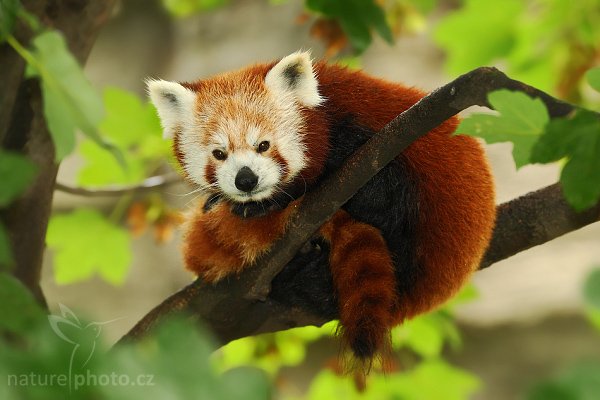 Panda červená (Ailurus fulgens), Panda červená (Ailurus fulgens), Red Panda, Autor: Ondřej Prosický | NaturePhoto.cz, Model: Canon EOS-1D Mark III, Objektiv: Canon EF 200mm f/2 L IS USM, Ohnisková vzdálenost (EQ35mm): 260 mm, stativ Gitzo 3540LS + RRS BH55, Clona: 2.8, Doba expozice: 1/200 s, ISO: 500, Kompenzace expozice: -1/3, Blesk: Ano, Vytvořeno: 20. července 2008 16:16:28, ZOO Vienna - Schönbrunn (Rakousko)
