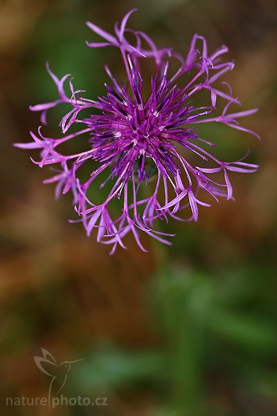 Chrpa čekánek (Centaurea scabiosa), Chrpa čekánek (Centaurea scabiosa), Autor: Ondřej Prosický | NaturePhoto.cz, Model: Canon EOS-1D Mark III, Objektiv: Canon EF 100mm f/2.8 Macro USM, Ohnisková vzdálenost (EQ35mm): 130 mm, stativ Gitzo 3540LS + RRS BH55, Clona: 3.5, Doba expozice: 1/300 s, ISO: 250, Kompenzace expozice: -1 1/3, Blesk: Ano, Vytvořeno: 30. srpna 2008 15:37:30, PP Kobyla, CHKO Český Kras (Česko)