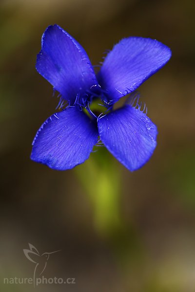 Hořec brvitý (Gentianopsis ciliata), Hořec brvitý (Gentianopsis ciliata), Autor: Ondřej Prosický | NaturePhoto.cz, Model: Canon EOS-1D Mark III, Objektiv: Canon EF 100mm f/2.8 Macro USM, Ohnisková vzdálenost (EQ35mm): 130 mm, stativ Gitzo 3540LS + RRS BH55, Clona: 3.2, Doba expozice: 1/200 s, ISO: 400, Kompenzace expozice: -2/3, Blesk: Ano, Vytvořeno: 30. srpna 2008 15:17:53, PP Kobyla, CHKO Český Kras (Česko)