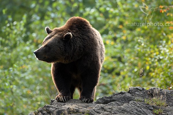 Medvěd hnědý (Ursus arctos), Medvěd hnědý (Ursus arctos), Brown Bear, Autor: Ondřej Prosický | NaturePhoto.cz, Model: Canon EOS-1D Mark III, Objektiv: Canon EF 500mm f/4 L IS USM, Ohnisková vzdálenost (EQ35mm): 650 mm, stativ Gitzo 3540LS + RRS BH55, Clona: 4.5, Doba expozice: 1/125 s, ISO: 500, Kompenzace expozice: -1/3, Blesk: Ne, Vytvořeno: 21. září 2008 16:56:41, zvířecí park Bavorský les - Nationalpark Bayerischer Wald (Německo) 