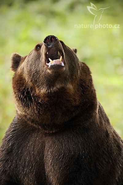 Medvěd hnědý (Ursus arctos), Medvěd hnědý (Ursus arctos), Brown Bear, Autor: Ondřej Prosický | NaturePhoto.cz, Model: Canon EOS-1D Mark III, Objektiv: Canon EF 500mm f/4 L IS USM, Ohnisková vzdálenost (EQ35mm): 650 mm, stativ Gitzo 3540LS + RRS BH55, Clona: 4.5, Doba expozice: 1/320 s, ISO: 800, Kompenzace expozice: -2/3, Blesk: Ano, Vytvořeno: 21. září 2008 14:02:16, zvířecí park Bavorský les - Nationalpark Bayerischer Wald (Německo) 