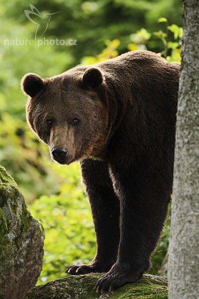 Medvěd hnědý (Ursus arctos), Medvěd hnědý (Ursus arctos), Brown Bear, Autor: Ondřej Prosický | NaturePhoto.cz, Model: Canon EOS-1D Mark III, Objektiv: Canon EF 500mm f/4 L IS USM, Ohnisková vzdálenost (EQ35mm): 650 mm, stativ Gitzo 3540LS + RRS BH55, Clona: 4.5, Doba expozice: 1/300 s, ISO: 800, Kompenzace expozice: -2/3, Blesk: Ano, Vytvořeno: 21. září 2008 14:01:31, zvířecí park Bavorský les - Nationalpark Bayerischer Wald (Německo) 