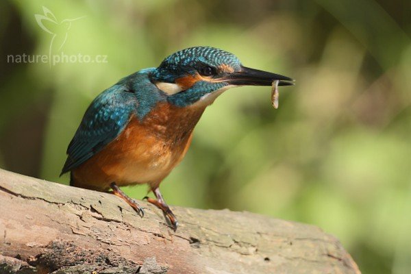 Ledňáček říční (Alcedo atthis), Ledňáček říční (Alcedo atthis), Common Kingfisher, Autor: Ondřej Prosický | NaturePhoto.cz, Model: Canon EOS-1D Mark III, Objektiv: Canon EF 500mm f/4 L IS USM, Ohnisková vzdálenost (EQ35mm): 650 mm, stativ Gitzo 3540LS + RRS BH55, Clona: 7.1, Doba expozice: 1/320 s, ISO: 200, Kompenzace expozice: -1, Blesk: Ne, Vytvořeno: 6. července 2008 9:51:51, Českolipsko (Česko)