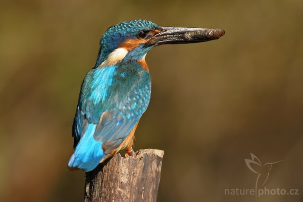 Ledňáček říční (Alcedo atthis), Ledňáček říční (Alcedo atthis), Common Kingfisher, Autor: Ondřej Prosický | NaturePhoto.cz, Model: Canon EOS-1D Mark III, Objektiv: Canon EF 500mm f/4 L IS USM, Ohnisková vzdálenost (EQ35mm): 650 mm, stativ Gitzo 3540LS + RRS BH55, Clona: 7.1, Doba expozice: 1/800 s, ISO: 200, Kompenzace expozice: -1 1/3, Blesk: Ne, Vytvořeno: 26. července 2008 9:13:12, Českolipsko (Česko)