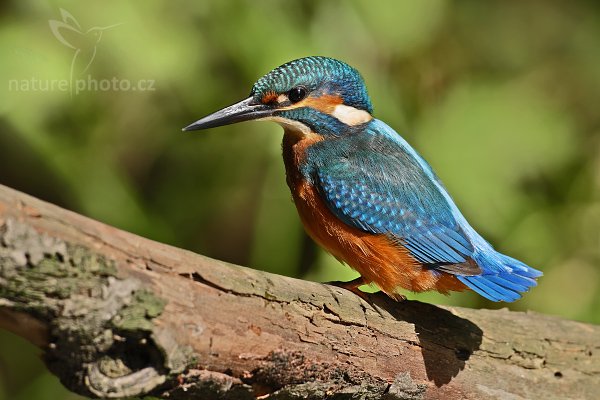 Ledňáček říční (Alcedo atthis), Ledňáček říční (Alcedo atthis), Common Kingfisher, Autor: Ondřej Prosický | NaturePhoto.cz, Model: Canon EOS-1D Mark III, Objektiv: Canon EF 500mm f/4 L IS USM, Ohnisková vzdálenost (EQ35mm): 650 mm, stativ Gitzo 3540LS + RRS BH55, Clona: 7.1, Doba expozice: 1/320 s, ISO: 200, Kompenzace expozice: -1, Blesk: Ne, Vytvořeno: 6. července 2008 9:50:47, Českolipsko (Česko)