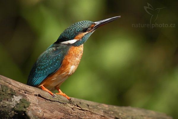 Ledňáček říční (Alcedo atthis), Ledňáček říční (Alcedo atthis), Common Kingfisher, Autor: Ondřej Prosický | NaturePhoto.cz, Model: Canon EOS-1D Mark III, Objektiv: Canon EF 500mm f/4 L IS USM, Ohnisková vzdálenost (EQ35mm): 650 mm, stativ Gitzo 3540LS + RRS BH55, Clona: 4.5, Doba expozice: 1/640 s, ISO: 100, Kompenzace expozice: -1, Blesk: Ne, Vytvořeno: 6. července 2008 9:55:40, Českolipsko (Česko)