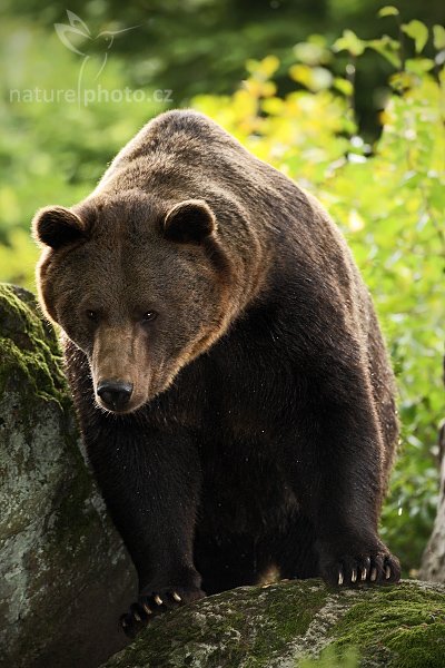 Medvěd hnědý (Ursus arctos), Medvěd hnědý (Ursus arctos), Brown Bear, Autor: Ondřej Prosický | NaturePhoto.cz, Model: Canon EOS-1D Mark III, Objektiv: Canon EF 500mm f/4 L IS USM, Ohnisková vzdálenost (EQ35mm): 650 mm, stativ Gitzo 3540LS + RRS BH55, Clona: 4.5, Doba expozice: 1/200 s, ISO: 800, Kompenzace expozice: -2/3, Blesk: Ano, Vytvořeno: 21. září 2008 14:00:06, zvířecí park Bavorský les - Nationalpark Bayerischer Wald (Německo) 