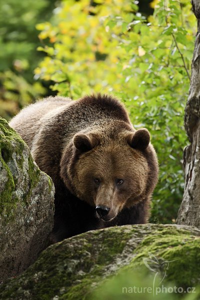 Medvěd hnědý (Ursus arctos), Medvěd hnědý (Ursus arctos), Brown Bear, Autor: Ondřej Prosický | NaturePhoto.cz, Model: Canon EOS-1D Mark III, Objektiv: Canon EF 500mm f/4 L IS USM, Ohnisková vzdálenost (EQ35mm): 650 mm, stativ Gitzo 3540LS + RRS BH55, Clona: 4.5, Doba expozice: 1/125 s, ISO: 320, Kompenzace expozice: -2/3, Blesk: Ano, Vytvořeno: 21. září 2008 13:58:55, zvířecí park Bavorský les - Nationalpark Bayerischer Wald (Německo)