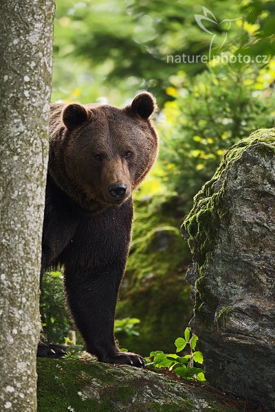 Medvěd hnědý (Ursus arctos), Medvěd hnědý (Ursus arctos), Brown Bear, Autor: Ondřej Prosický | NaturePhoto.cz, Model: Canon EOS-1D Mark III, Objektiv: Canon EF 500mm f/4 L IS USM, Ohnisková vzdálenost (EQ35mm): 650 mm, stativ Gitzo 3540LS + RRS BH55, Clona: 4.5, Doba expozice: 1/250 s, ISO: 800, Kompenzace expozice: -2/3, Blesk: Ano, Vytvořeno: 21. září 2008 14:00:56, , zvířecí park Bavorský les - Nationalpark Bayerischer Wald (Německo)