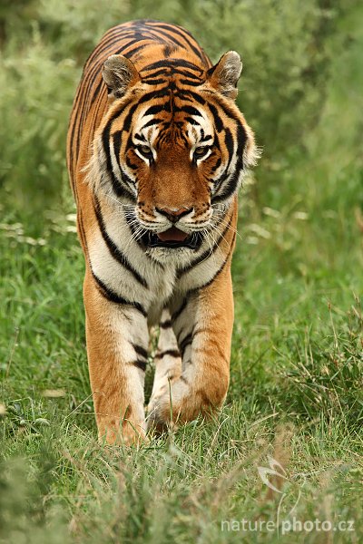 Tygr ussurijský (Panthera tigris altaica), Tygr ussurijský (Panthera tigris altaica), Amur or Siberian Tiger, Autor: Ondřej Prosický | NaturePhoto.cz, Model: Canon EOS-1D Mark III, Objektiv: Canon EF 500mm f/4 L IS USM + TC Canon 1,4x, Ohnisková vzdálenost (EQ35mm): 910 mm, stativ Gitzo 3540LS + RRS BH55, Clona: 5.6, Doba expozice: 1/500 s, ISO: 320, Kompenzace expozice: 0, Blesk: Ne, Vytvořeno: 4. srpna 2008 16:34:28, Kostolná (Slovensko) 