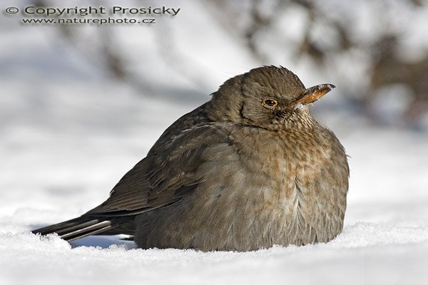 Kos černý (Turdus merula), Autor: Ondřej Prosický, Model aparátu: Canon EOS 300D DIGITAL, Objektiv: Canon EF 400mm f/5.6 L USM, Ohnisková vzdálenost: 400.00 mm, monopod Manfrotto 681B + 234RC, Clona: 8.00, Doba expozice: 1/640 s, ISO: 400, Vyvážení expozice: 0.63, Vytvořeno: 27. února 2005 9:46:38, Praha 10 - Strašnice (ČR) 