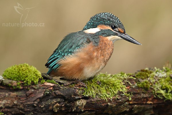 Ledňáček říční (Alcedo atthis), Ledňáček říční (Alcedo atthis), Common Kingfisher, Autor: Ondřej Prosický | NaturePhoto.cz, Model: Canon EOS-1D Mark III, Objektiv: Canon EF 500mm f/4 L IS USM, Ohnisková vzdálenost (EQ35mm): 650 mm, stativ Gitzo 3540LS + RRS BH55, Clona: 7.1, Doba expozice: 1/100 s, ISO: 500, Kompenzace expozice: -1/3, Blesk: Ano, Vytvořeno: 17. srpna 2008 9:03:51, Českolipsko (Česko) 