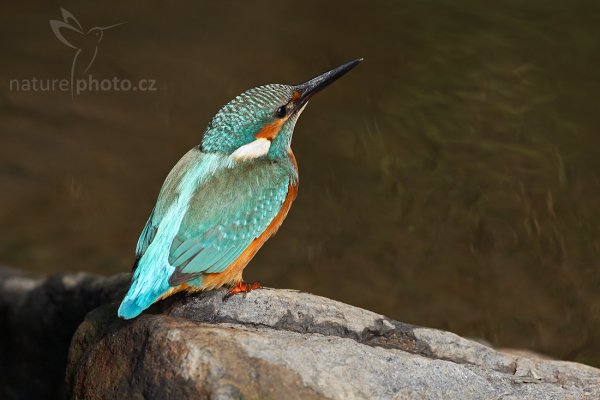 Ledňáček říční (Alcedo atthis), Ledňáček říční (Alcedo atthis), Common Kingfisher, Autor: Ondřej Prosický | NaturePhoto.cz, Model: Canon EOS-1D Mark III, Objektiv: Canon EF 500mm f/4 L IS USM, Ohnisková vzdálenost (EQ35mm): 650 mm, stativ Gitzo 3540LS + RRS BH55, Clona: 7.1, Doba expozice: 1/125 s, ISO: 200, Kompenzace expozice: -2/3, Blesk: Ano, Vytvořeno: 17. srpna 2008 9:49:04, Českolipsko (Česko) 