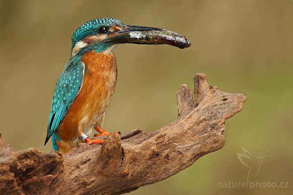 Ledňáček říční (Alcedo atthis), Ledňáček říční (Alcedo atthis) Common Kingfisher, Autor: Ondřej Prosický | NaturePhoto.cz, Model: Canon EOS-1D Mark III, Objektiv: Canon EF 500mm f/4 L IS USM, Ohnisková vzdálenost (EQ35mm): 650 mm, stativ Gitzo 3540LS + RRS BH55, Clona: 7.1, Doba expozice: 1/200 s, ISO: 400, Kompenzace expozice: -2/3, Blesk: Ano, Vytvořeno: 10. srpna 2008 11:40:35, , Českolipsko (Česko) 