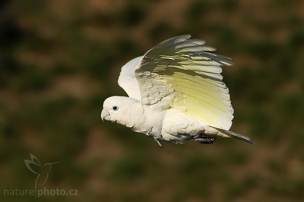 Kakadu šalamounský (Cacatua ducorpsii), Kakadu šalamounský (Cacatua ducorpsii), Ducorp""s Corella, Autor: Ondřej Prosický | NaturePhoto.cz, Model: Canon EOS-1D Mark III, Objektiv: Canon EF 200mm f/2.8 L USM + TC Canon 1.4x, Ohnisková vzdálenost (EQ35mm): 364 mm, stativ Gitzo 3540LS + RRS BH55, Clona: 6.3, Doba expozice: 1/2000 s, ISO: 250, Kompenzace expozice: -1/3, Blesk: Ne, Vytvořeno: 28. září 2008 16:28:07, zvíře v lidské péči, Praha (Česko) 