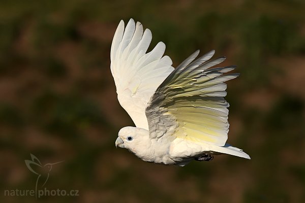 Kakadu šalamounský (Cacatua ducorpsii), Kakadu šalamounský (Cacatua ducorpsii), Ducorp""s Corella, Autor: Ondřej Prosický | NaturePhoto.cz, Model: Canon EOS-1D Mark III, Objektiv: Canon EF 200mm f/2.8 L USM + TC Canon 1.4x, Ohnisková vzdálenost (EQ35mm): 364 mm, stativ Gitzo 3540LS + RRS BH55, Clona: 6.3, Doba expozice: 1/2000 s, ISO: 250, Kompenzace expozice: -1/3, Blesk: Ne, Vytvořeno: 28. září 2008 16:28:07, zvíře v lidské péči, Praha (Česko) 