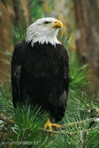 Orel bělohlavý (Haliaeetus leucocephalus), Orel bělohlavý (Haliaeetus leucocephalus), Autor: Ondřej Prosický | NaturePhoto.cz, Model: Canon EOS-1D Mark III, Objektiv: Canon EF 200mm f/2.8 L USM + TC Canon 2x, Ohnisková vzdálenost (EQ35mm): 520 mm, stativ Gitzo 3540LS + RRS BH55, Clona: 5.6, Doba expozice: 1/250 s, ISO: 640, Kompenzace expozice: -1, Blesk: Ano, Vytvořeno: 20. září 2008 13:29:07, ZOO Praha - Troja (Česko)