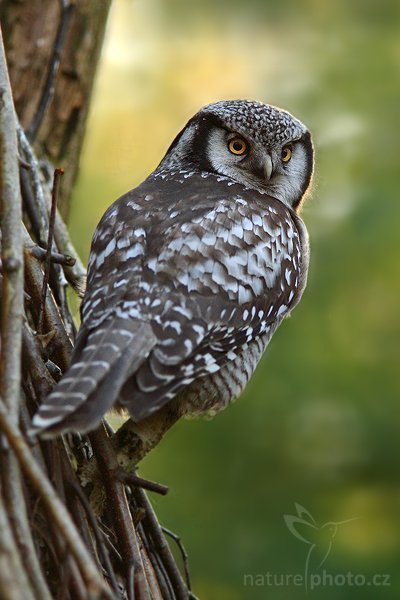 Sovice krahujová (Surnia ulula), Fotografie: Sovice krahujová (Surnia ulula), Northern Hawk Owl, Autor: Ondřej Prosický | NaturePhoto.cz, Model: Canon EOS-1D Mark III, Objektiv: Canon EF 200mm f/2.8 L USM + TC Canon 1.4x, Ohnisková vzdálenost (EQ35mm): 364 mm, stativ Gitzo 3540LS + RRS BH55, Clona: 4.0, Doba expozice: 1/640 s, ISO: 500, Kompenzace expozice: -2/3, Blesk: Ne, Vytvořeno: 18. října 2008 15:26:52, ZOO Praha - Troja (Česko)