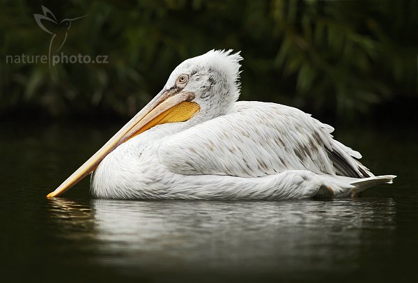 Pelikán kadeřavý (Pelecanus crispus), Pelikán kadeřavý (Pelecanus crispus), Dalmatian Pelican, Autor: Ondřej Prosický | NaturePhoto.cz, Model: Canon EOS-1D Mark III, Objektiv: Canon EF 400mm f/5.6 L USM, Ohnisková vzdálenost (EQ35mm): 520 mm, stativ Gitzo 3540LS + RRS BH55, Clona: 5.6, Doba expozice: 1/640 s, ISO: 320, Kompenzace expozice: -1/3, Blesk: Ano, Vytvořeno: 9. srpna 2008 13:48:50, ZOO Praha - Troja (Česko) 