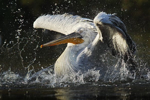 Pelikán kadeřavý (Pelecanus crispus), Pelikán kadeřavý (Pelecanus crispus), Dalmatian Pelican, Autor: Ondřej Prosický | NaturePhoto.cz, Model: Canon EOS-1D Mark III, Objektiv: Canon EF 200mm f/2.8 L USM + TC Canon 1.4 x, Ohnisková vzdálenost (EQ35mm): 364 mm, stativ Gitzo 3540LS + RRS BH55, Clona: 4.5, Doba expozice: 1/1250 s, ISO: 400, Kompenzace expozice: -2/3, Blesk: Ne, Vytvořeno: 18. října 2008 16:40:13, ZOO Praha - Troja (Česko) 