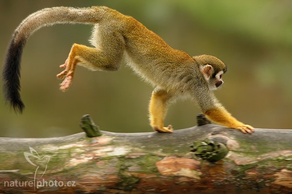 Kotul veverovitý (Saimiri sciureus), Kotul veverovitý (Saimiri sciureus), South American Squirrel Monkey, Autor: Ondřej Prosický | NaturePhoto.cz, Model: Canon EOS-1D Mark III, Objektiv: Canon EF 200mm f/2.8 L USM + TC Canon 2x, Ohnisková vzdálenost (EQ35mm): 520 mm, fotografováno z ruky, Clona: 5.6, Doba expozice: 1/500 s, ISO: 800, Kompenzace expozice: -2/3, Blesk: Ne, Vytvořeno: 20. září 2008 11:41:08, ZOO Praha - Troja (Česko)