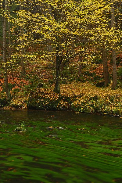 Kamenice na podzim, NP České Švýcarsko, Kamenice na podzim, Autor: Ondřej Prosický | NaturePhoto.cz, Model: Canon EOS-1D Mark III, Objektiv: Canon EF 17-40mm f/4 L USM, Ohnisková vzdálenost (EQ35mm): 47 mm, stativ Gitzo 3540LS + RRS BH55, Clona: 11, Doba expozice: 6.0 s, ISO: 50, Kompenzace expozice: -1 1/3, Blesk: Ne, Vytvořeno: 27. října 2008 13:02:44, řeka Kamenice, NP České Švýcarsko (Česko)